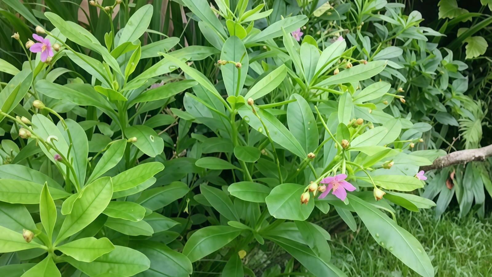 Mengenal Daun Ginseng Jawa, Tanaman Herbal Lokal dengan Segudang Manfaat