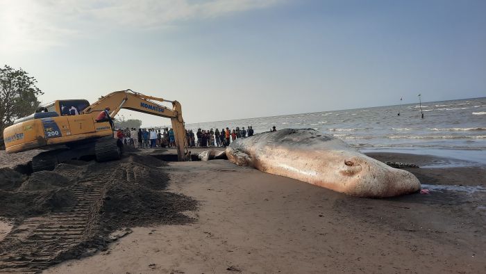 Bangkai Paus Sperma Sepanjang 20 Meter Akhirnya Dikubur di Bibir Pantai Situbondo
