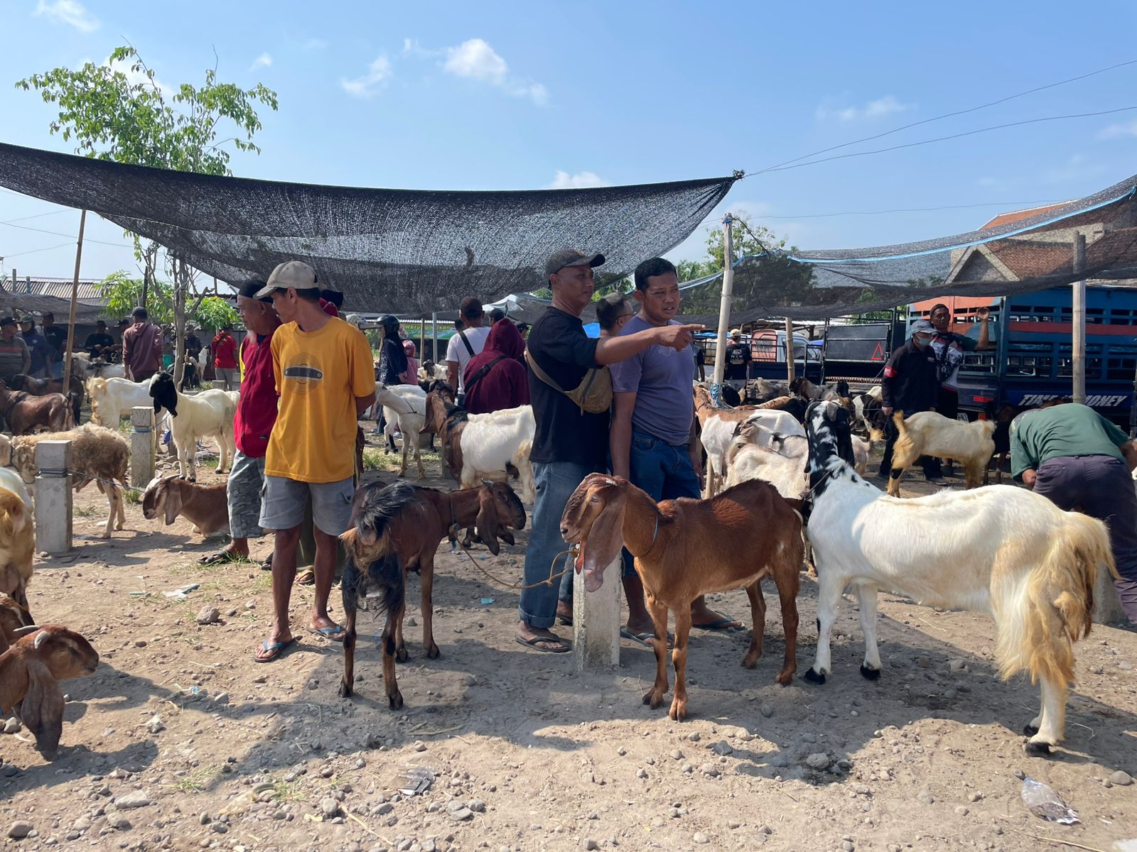 Harga Kambing di Magetan Turun Drastis