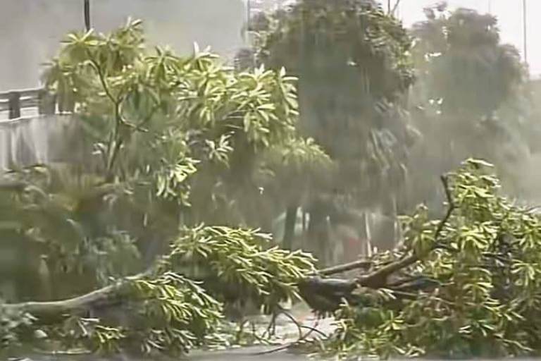 Hujan Deras Disertai Angin Kencang, Belasan Pohon Tumbang di Surabaya