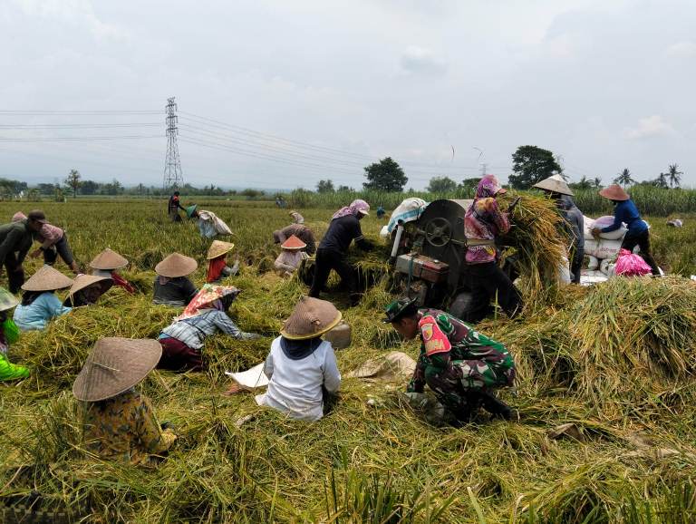 Sukseskan Swasembada Pangan Nasional, Babinsa Jember Bersama Bulog Sergab Hasil Panen Petani 