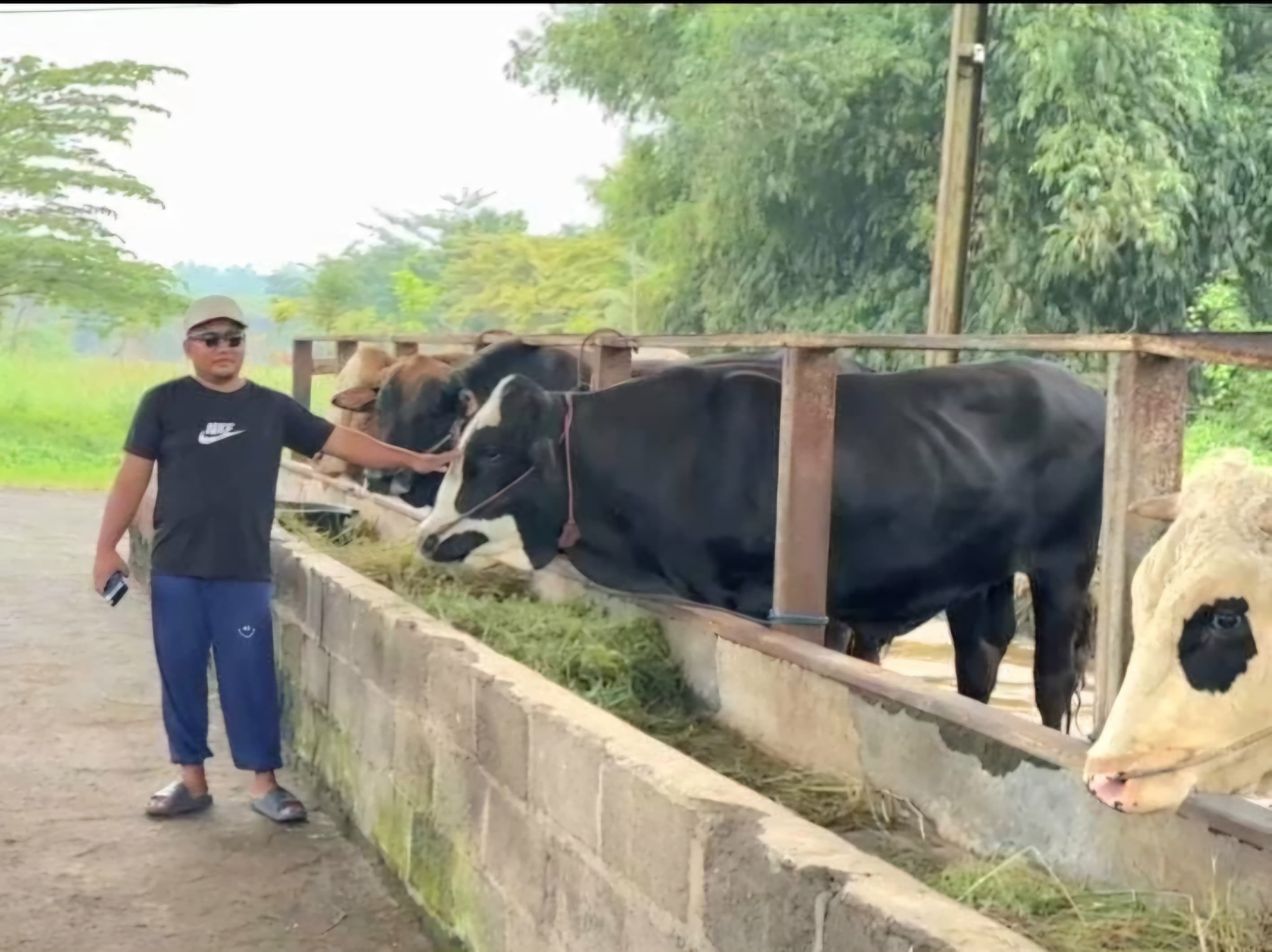 Permintaan Hewan Kurban Melonjak Jelang Iduladha, Herza Farm Pasuruan Catat Kenaikan 90 Persen