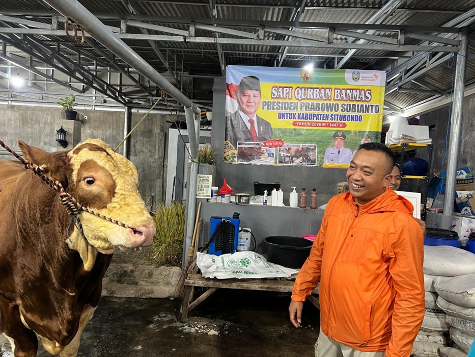 Sapi Simental Jaguar Asal Situbondo Terpilih Jadi Hewan Kurban Presiden Prabowo