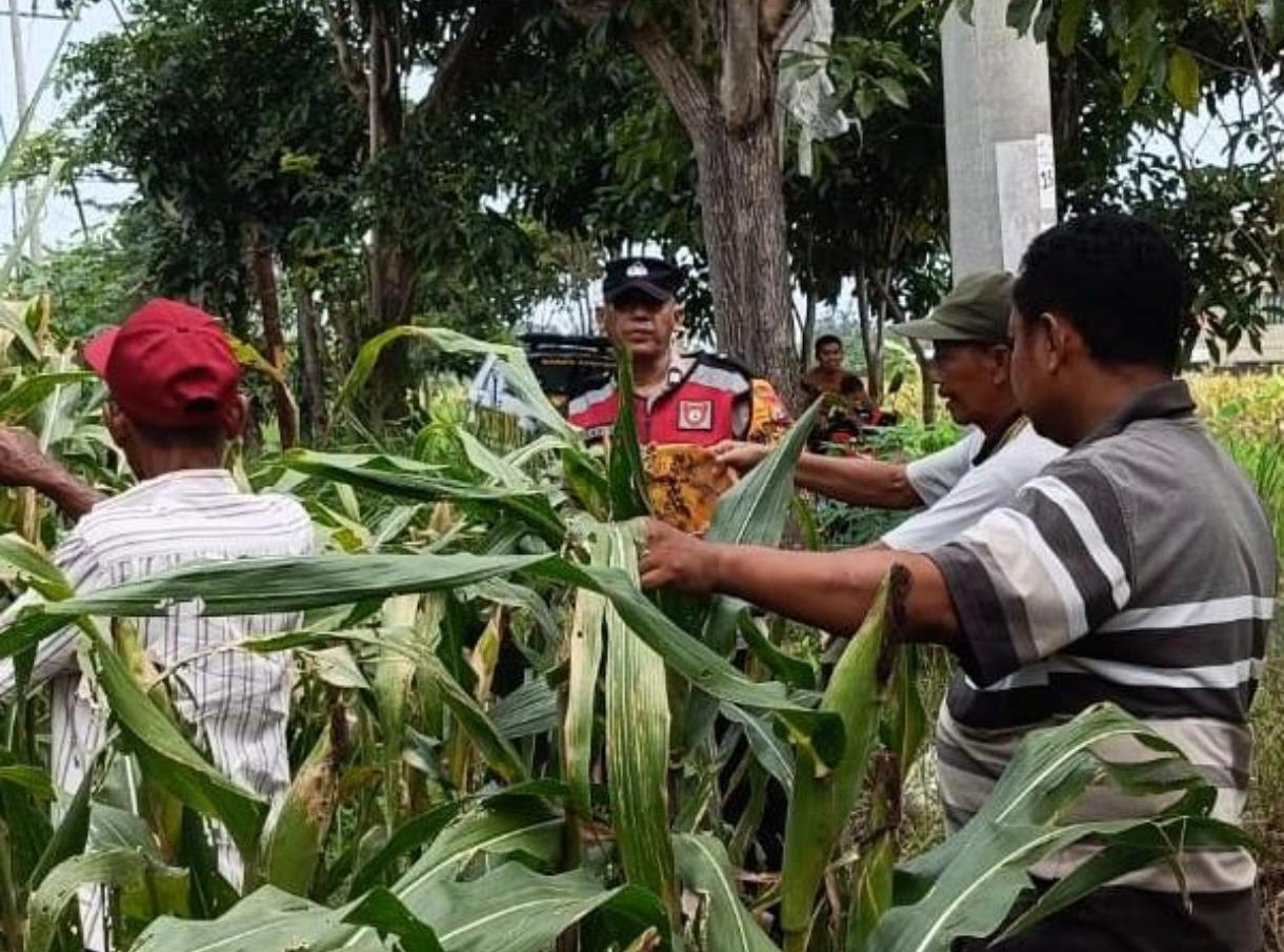 Polsek Krian Optimalkan Pertumbuhan Jagung untuk Ketahanan Pangan