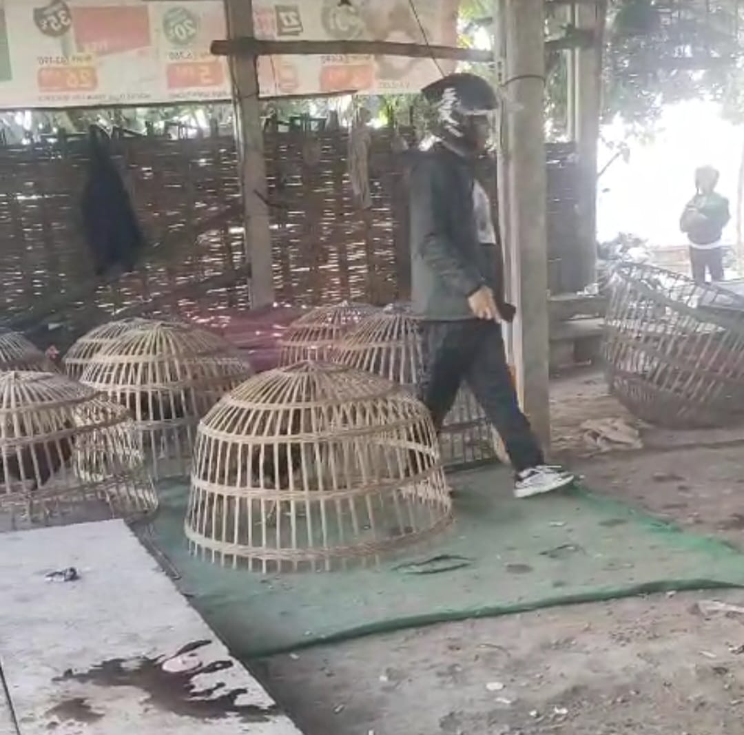 Arena Judi Sabung Ayam TPS Ngaglik Krian Digerebek