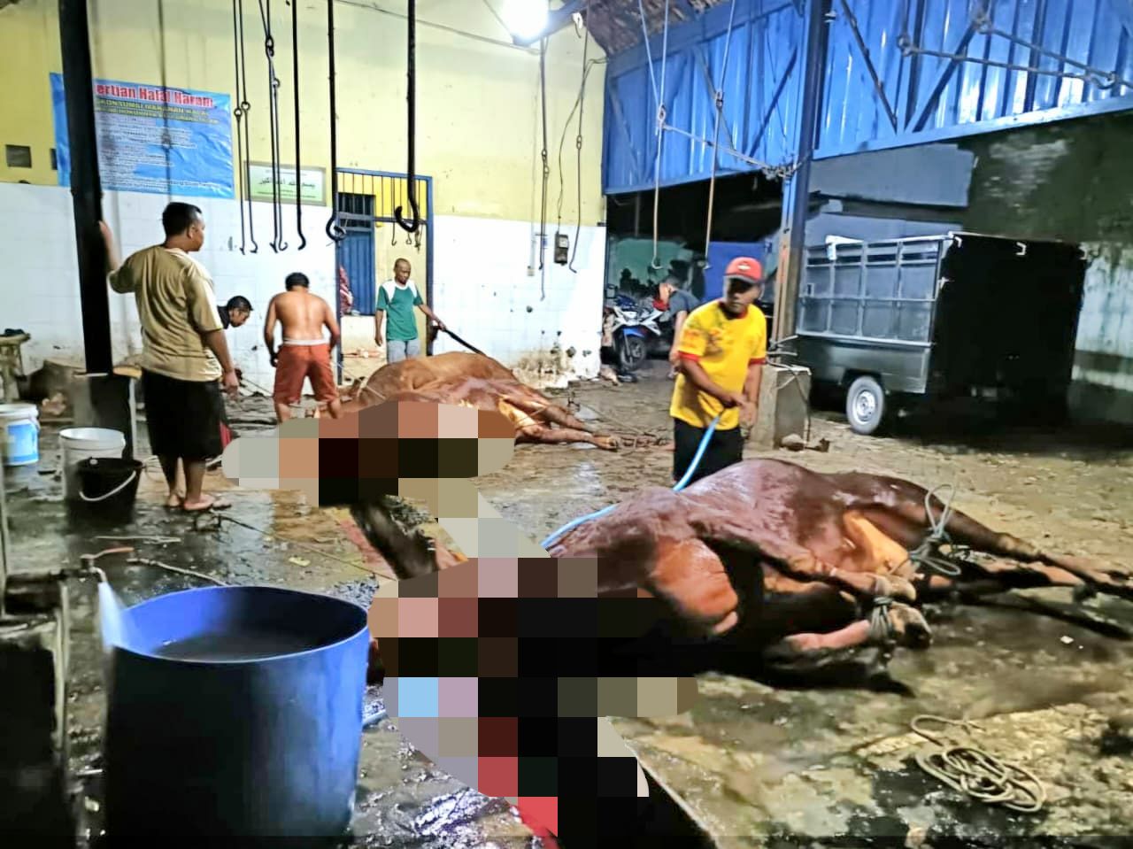 Retribusi RPH Ditarget Rp170 Juta, Kini Siapkan Juleha