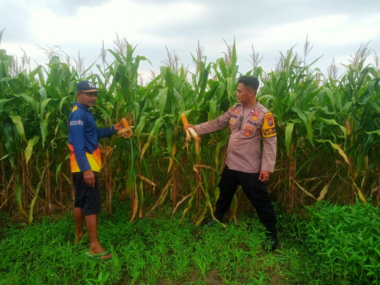 Pastikan Panen Jagung Berhasil, Polsek Krembung Turun ke Lahan Pertanian