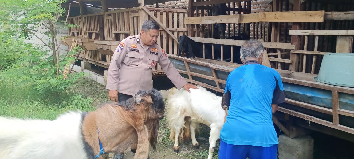 Ketahanan Pangan Lewat Ternak Kambing Etawa, Dongkrak Swasembada dan Ekonomi Warga
