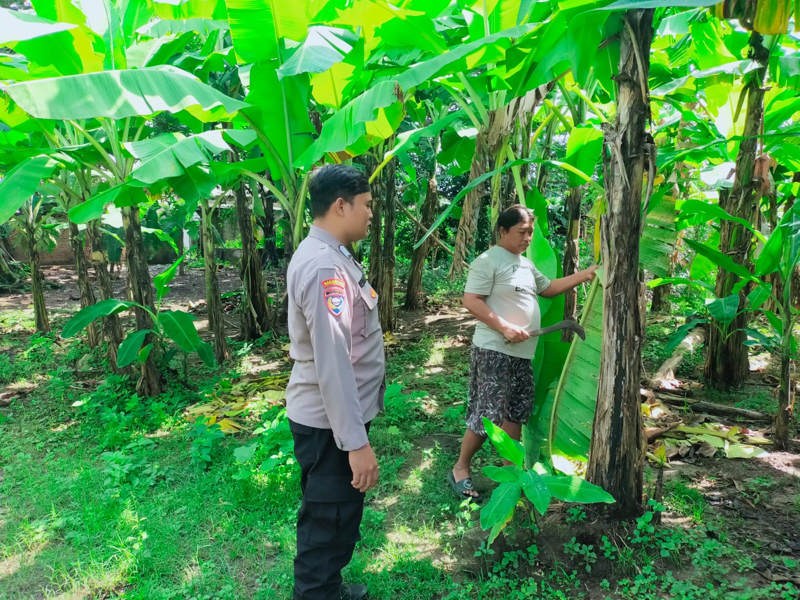 Bhabinkamtibmas Polsek Sukodono Tinjau Ketahanan Pangan di Kebun Pisang