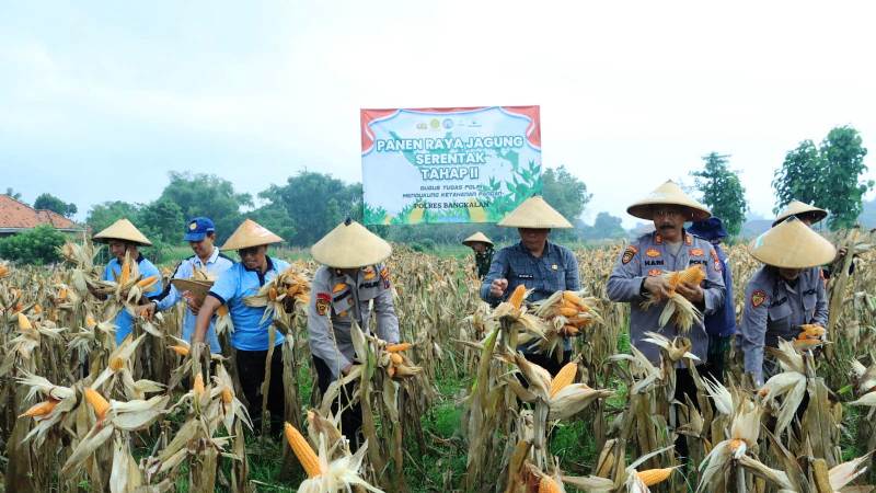 Dukung Program Ketahanan Pangan, Polres Bangkalan Helat Panen Raya Kedua Tanaman Jagung di Dusun Rojing