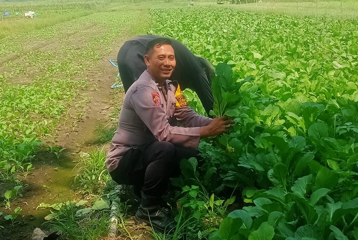 Polsek Krembung Dampingi Petani Rawat Tanaman Sawi