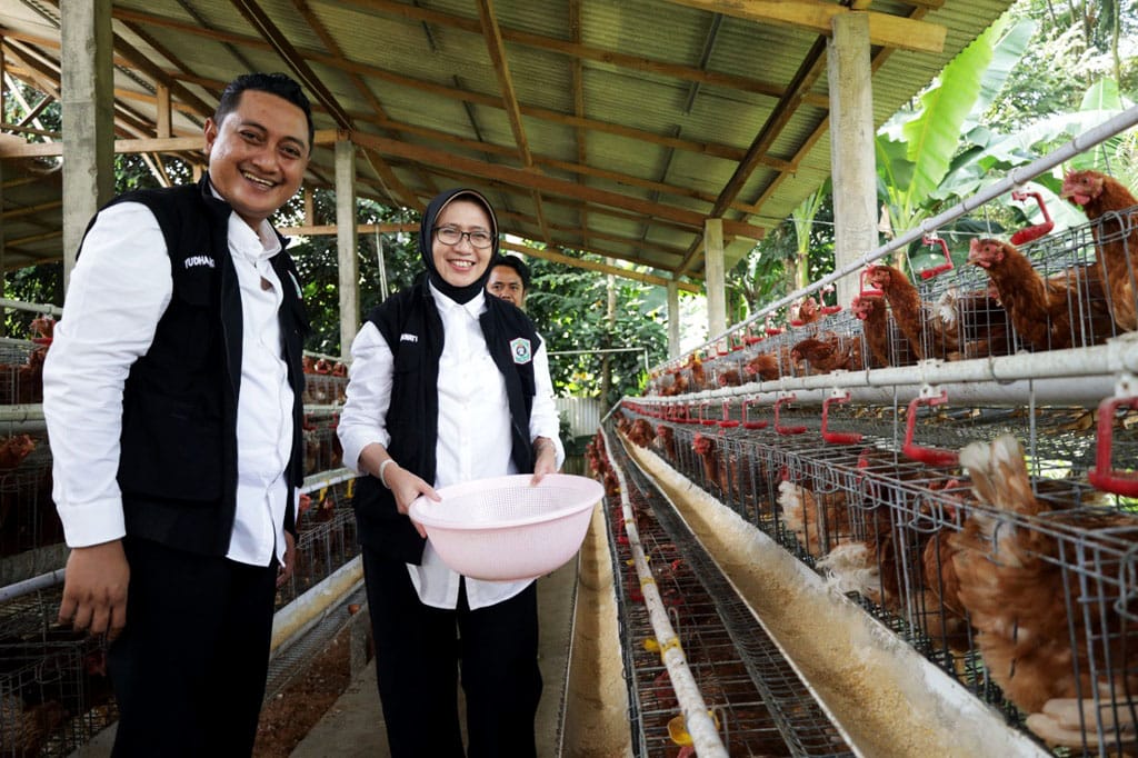 Perkuat MBG Nasional, Desa Buwek Kembangkan Ayam Petelur dan Puyuh