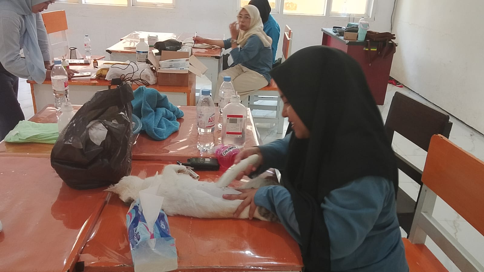 Peduli Kesejahteraan Hewan, PDHI Jember Gelar Sterilisasi Gratis Puluhan Kucing