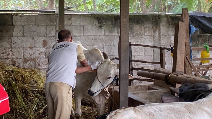 Kabar Baik! Vaksin PMK Tiba di Kabupaten Madiun 