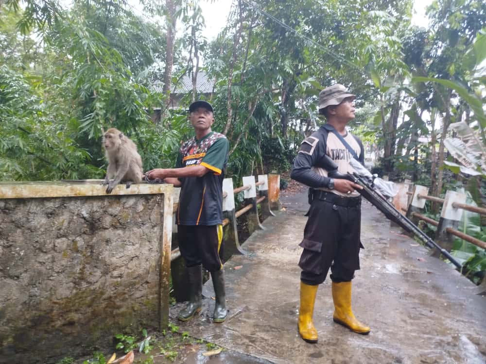 Serangan Monyet Liar di Jember Memakan Korban Lagi, Polisi Terjunkan Sniper