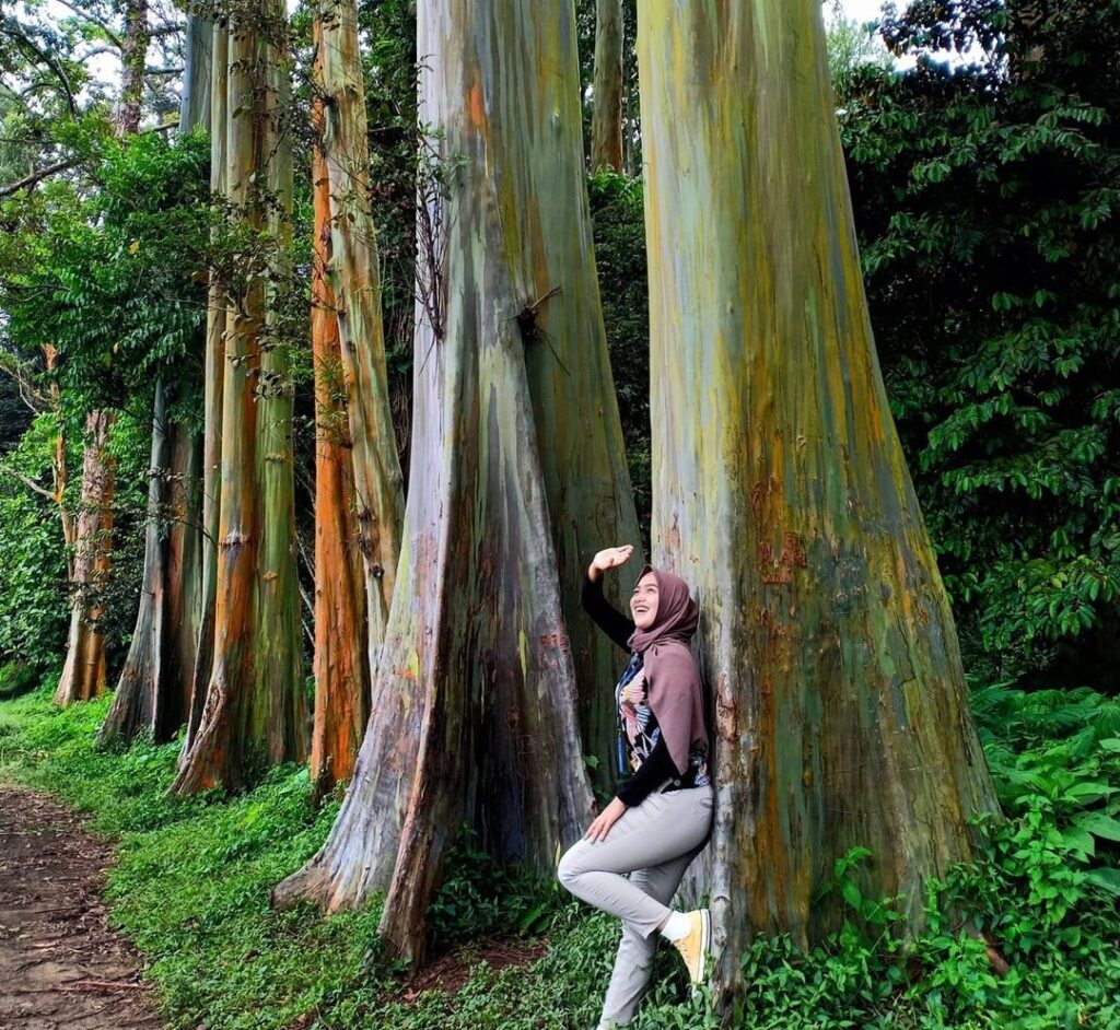 Pesona Keindahan Hutan Pelangi Bondowoso, Jajaran Pohon Raksasa Indah bak Lukisan