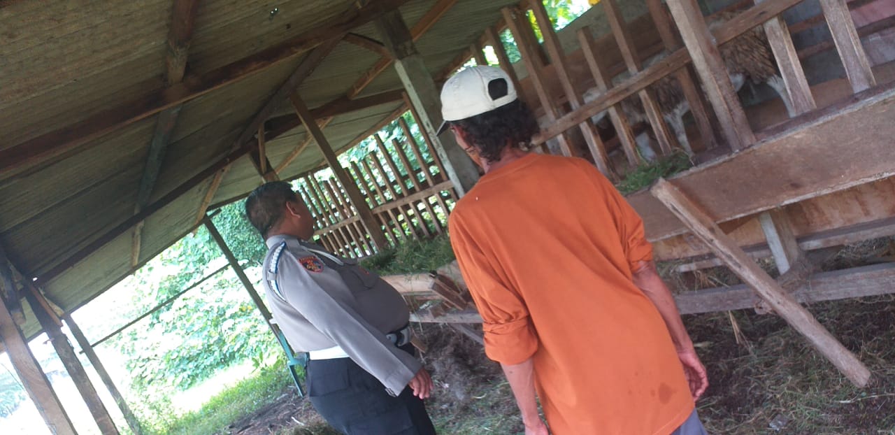 Dampingi Program Ketahanan Pangan, Bhabinkamtibmas Polsek Sedati Tinjau Peternakan Kambing Betro