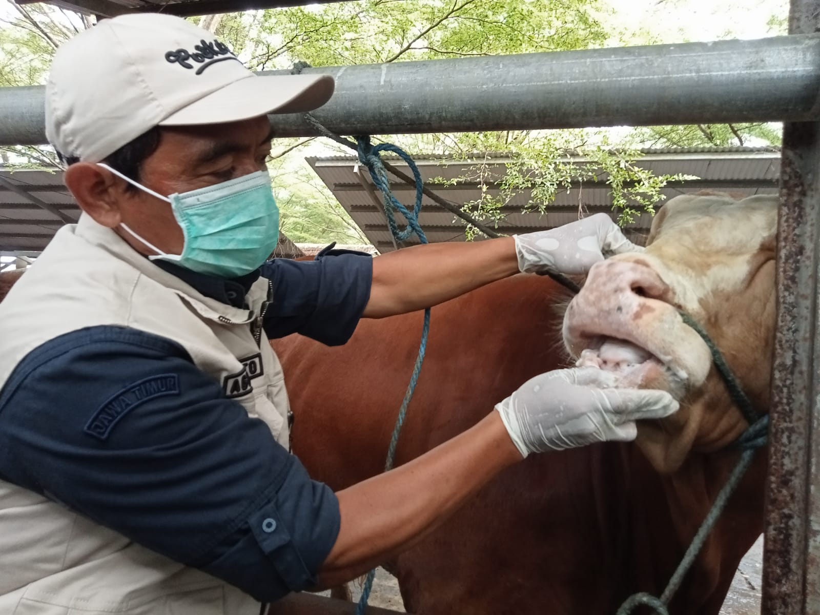 Jelang Iduladha, Puluhan Sapi dan Kambing di Tulungagung Diperiksa