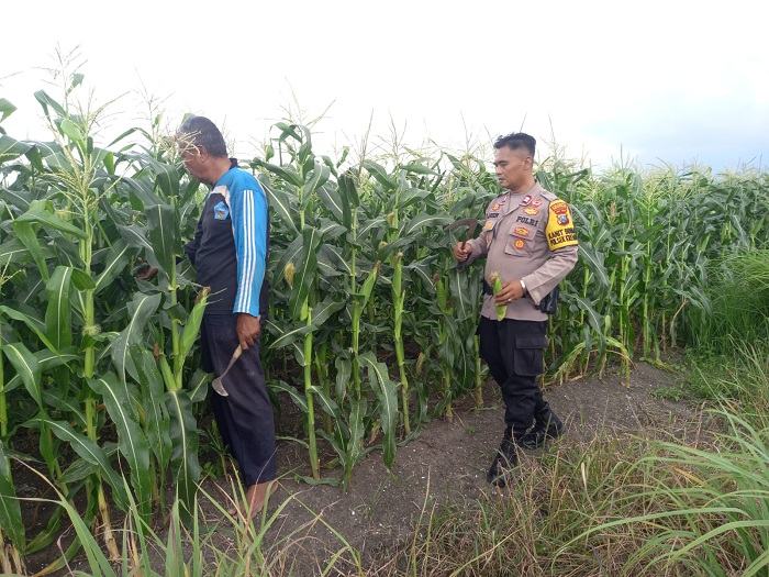 Polresta Sidoarjo Dorong Swasembada Pangan Melalui Pendampingan Petani Jagung di Krembung