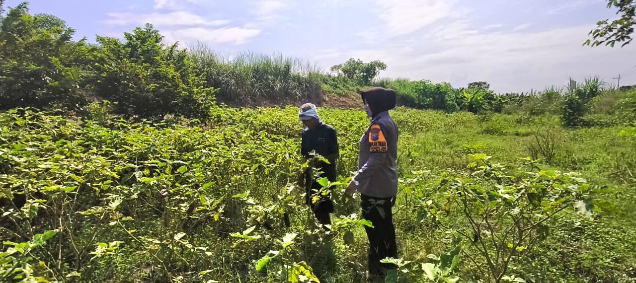 Polwan Polresta Sidoarjo Blusukan ke Sawah, Dukung Ketahanan Pangan Lewat Program P2L