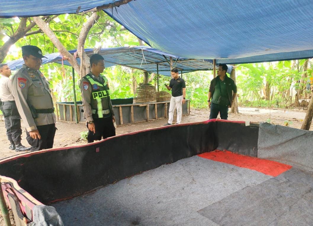 Disinyalir Jadi Tempat Judi, Arena Sabung Ayam Sambikerep Dibongkar Polisi