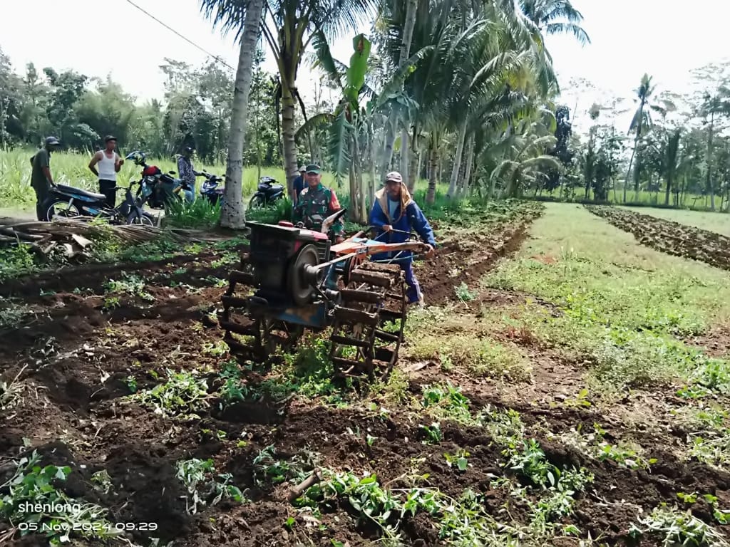 Dukung Swasembada Pangan, TNI Turun ke Sawah