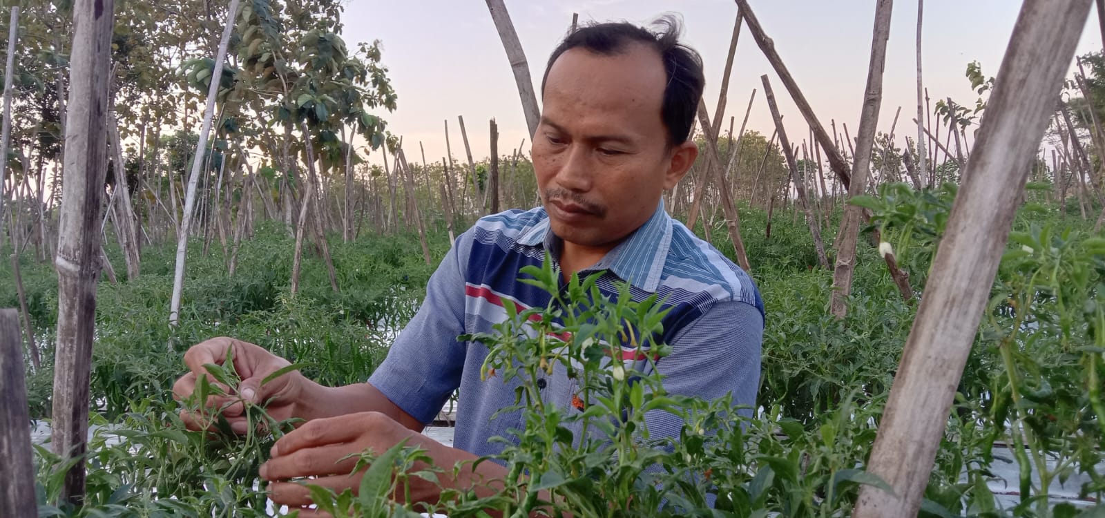 Bagaimana Pertanian Ekologis Ramah Lingkungan Mengubah Nasib Petani di Kabupaten Bojonegoro