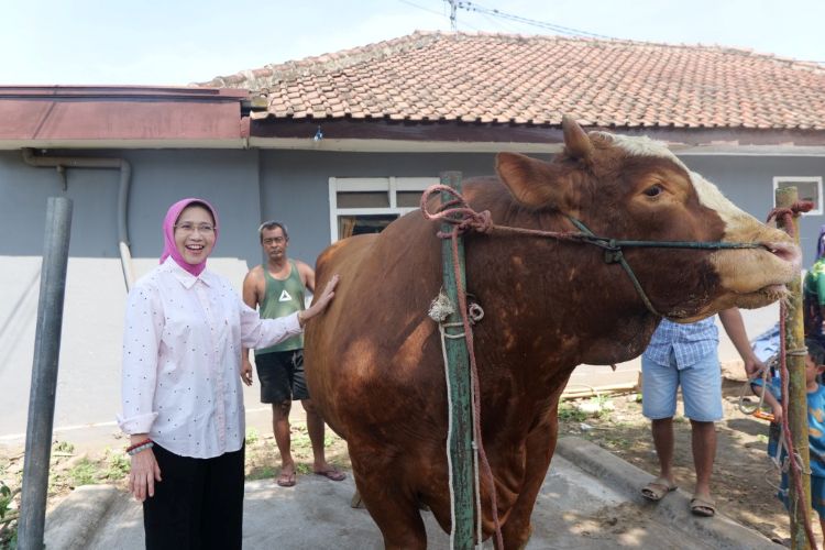 Sapi “Kang Jo” Asal Lumajang Terpilih Jadi Hewan Kurban Presiden