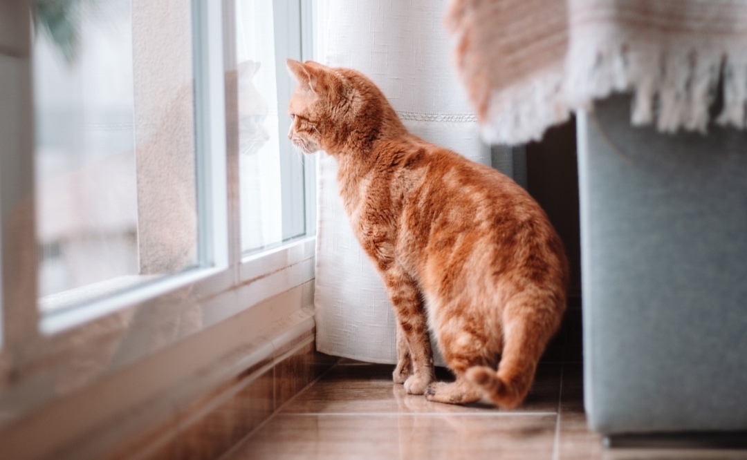 Penitipan Hewan Penuh? Ini Cara Meninggalkan Kucing Peliharaan Anda di Rumah Ketika Mudik