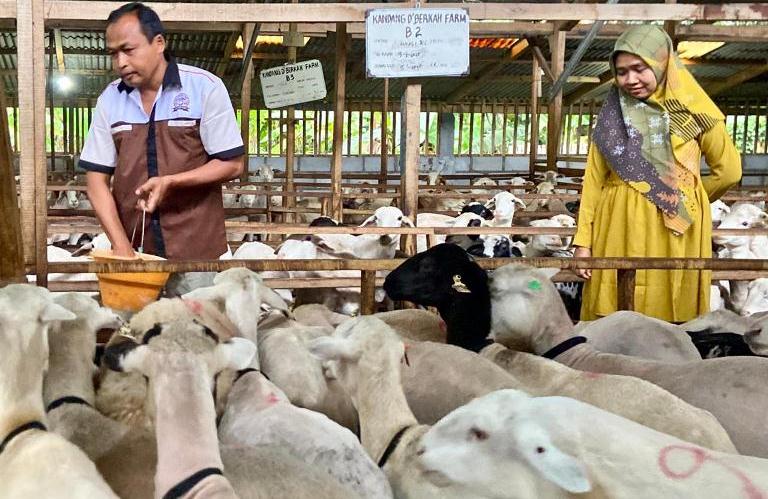Dari Montir Mobil ke Raja Domba, Didik Suhartono Sukses Kembangkan 9 Ekor Jadi 1.000 Lebih