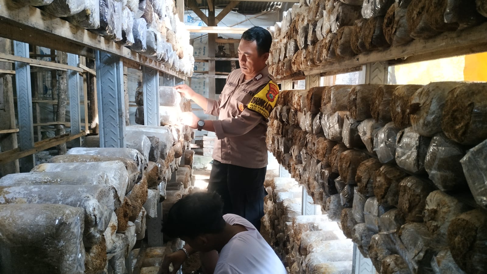 Bhabinkamtibmas Polresta Banyuwangi Dorong Ketahanan Pangan Lewat Budidaya Jamur Tiram