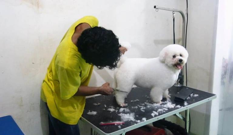 Liburan Tahun Baru, Hotel Anjing di Surabaya Kebanjiran Tamu