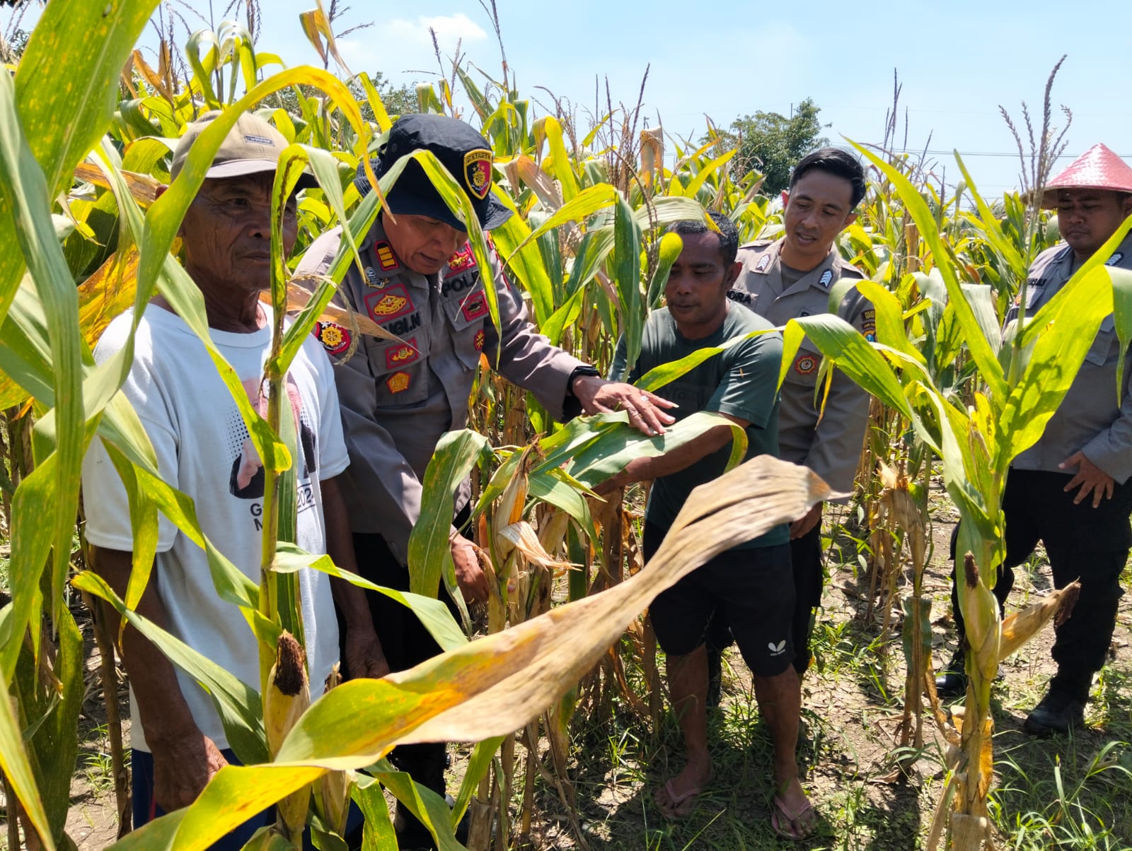 Dukung Swasembada Pangan, Polsek Prambon Terus Dampingi Petani