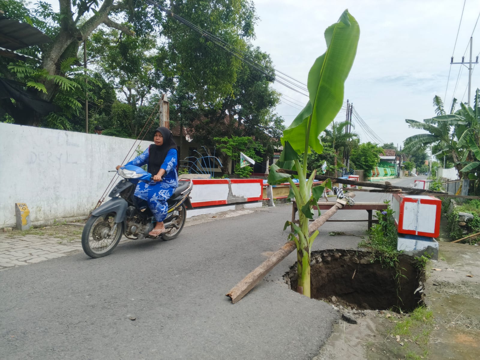 Jembatan Jabon Amblas, Ditanami Pisang oleh Warga