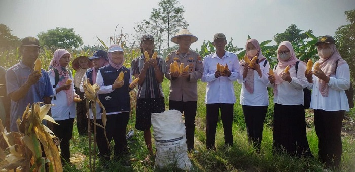Polsek Cerme Bersama UPT Pertanian dan Pemdes Sukoanyar Panen Raya Jagung