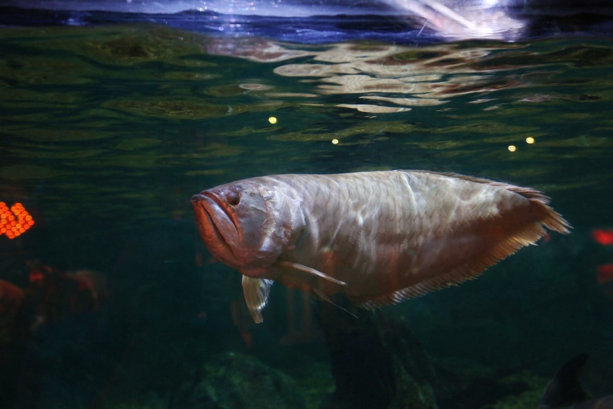 Ikan Arwana : Pesona dan Keunikan dari Naga Air yang Menarik Perhatian Pecinta Ikan Hias