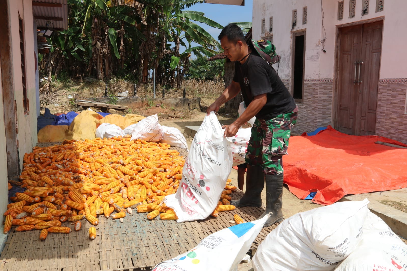 Satgas TMMD 127 Bantu Warga Jemur Jagung 