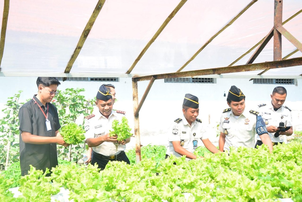 Dukung Makan Bergizi Gratis, Lapas Lamongan Panen Selada Hidroponik Hasil Karya Warga Binaan