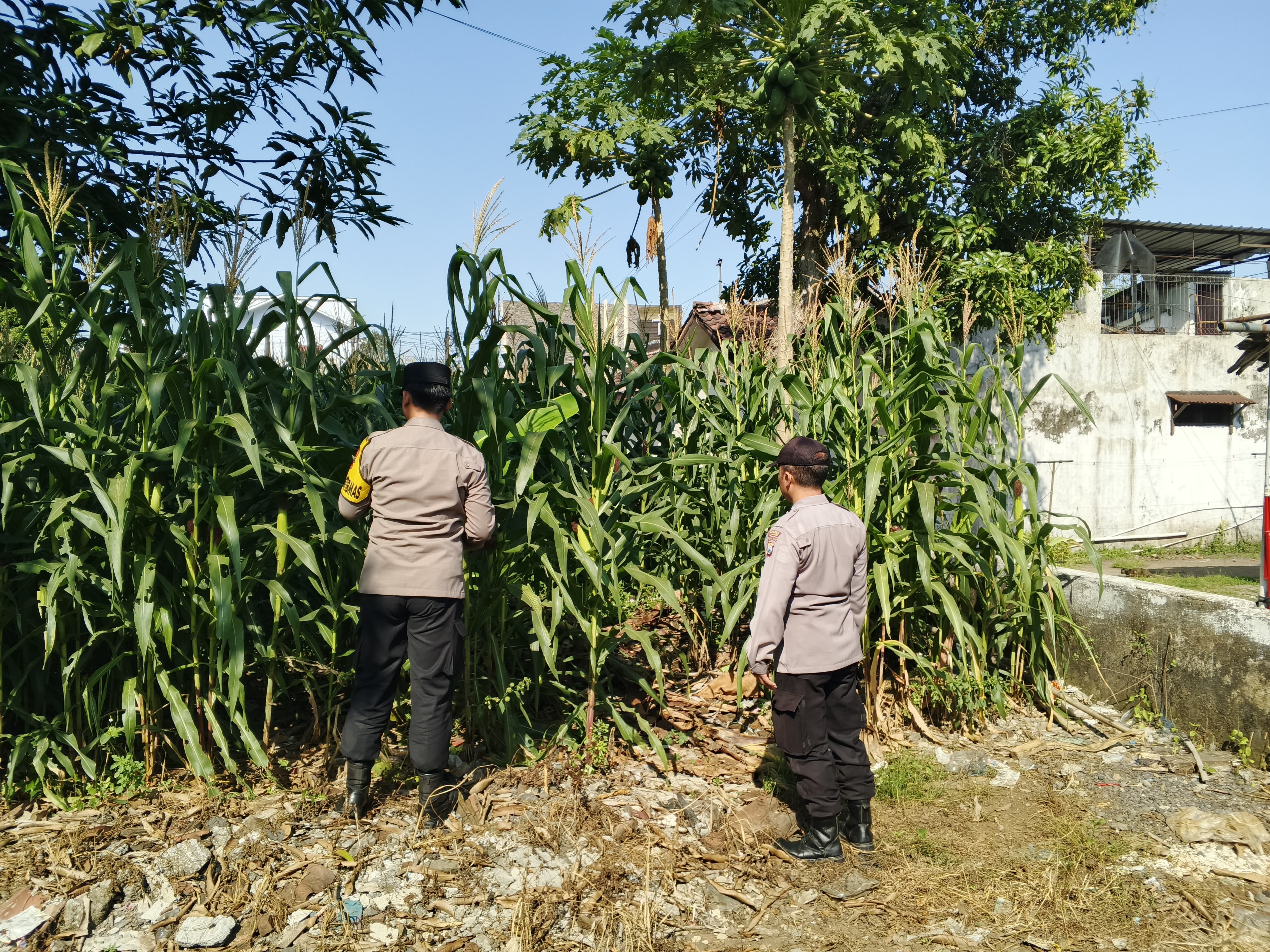 Kawal Ketahanan Pangan Nasional, Polsek Jatiroto Manfaatkan Lahan Jagung Mako