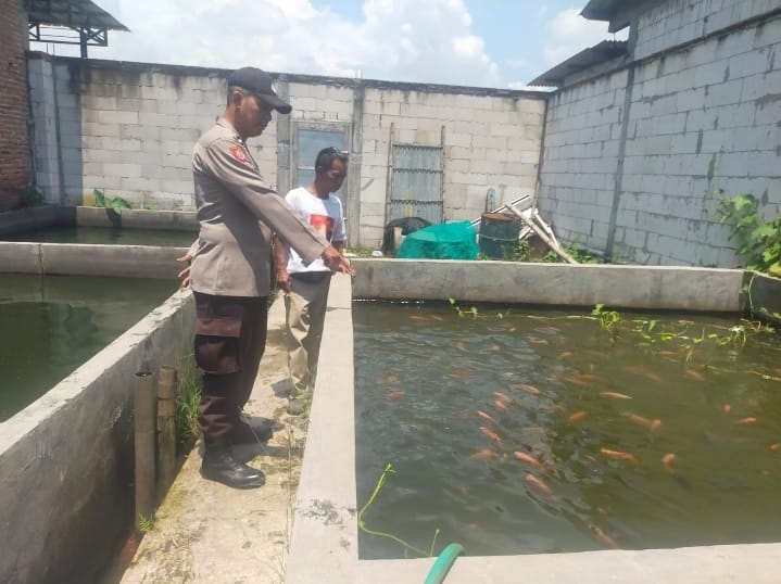 Bhabinkamtibmas Sambang Desa Segodobancang Tarik, Dukung Ketahanan Pangan Lewat Budi Daya Ikan Nila