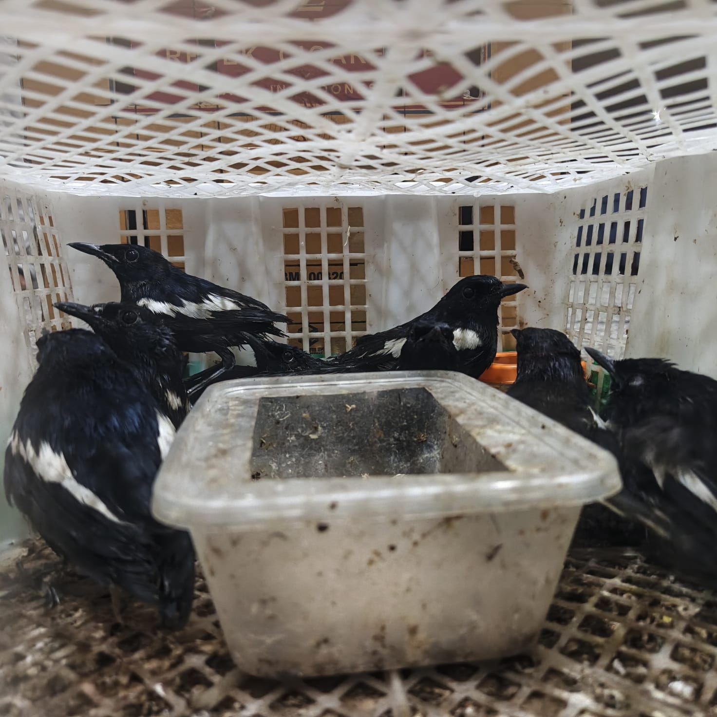 Pengiriman Burung Ilegal di Pelabuhan Perak Digagalkan, Modus Titipan via Kurir