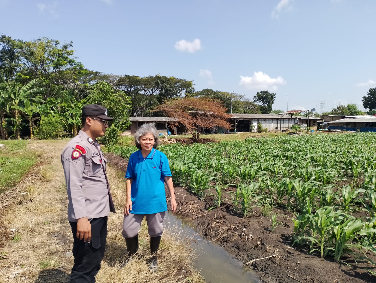 Polsek Taman Optimalkan Ketahanan Pangan Tanaman Jagung