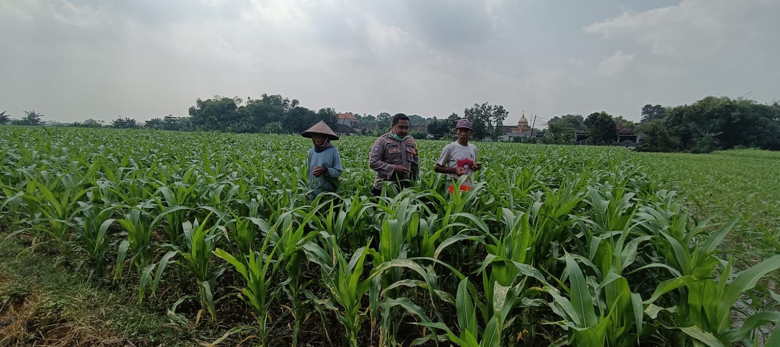 Polisi Kota Delta Ajak Petani Tingkatkan Panen Jagung 