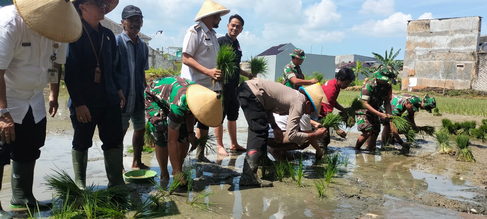 Demi Swasembada Pangan, Satgas TMMD Kodim Sumenep Tanam Padi 1 Hektare
