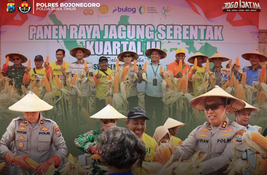 Dukung Petani untuk Ketahanan Pangan, Polres Bojonegoro Panen Jagung Serentak di Sumberarum