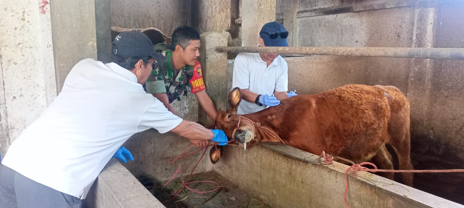 Dampingi Puskeswan Kunir, Babinsa Tempeh Lor  Dorong Warga Tingkatkan Kesehatan Ternak