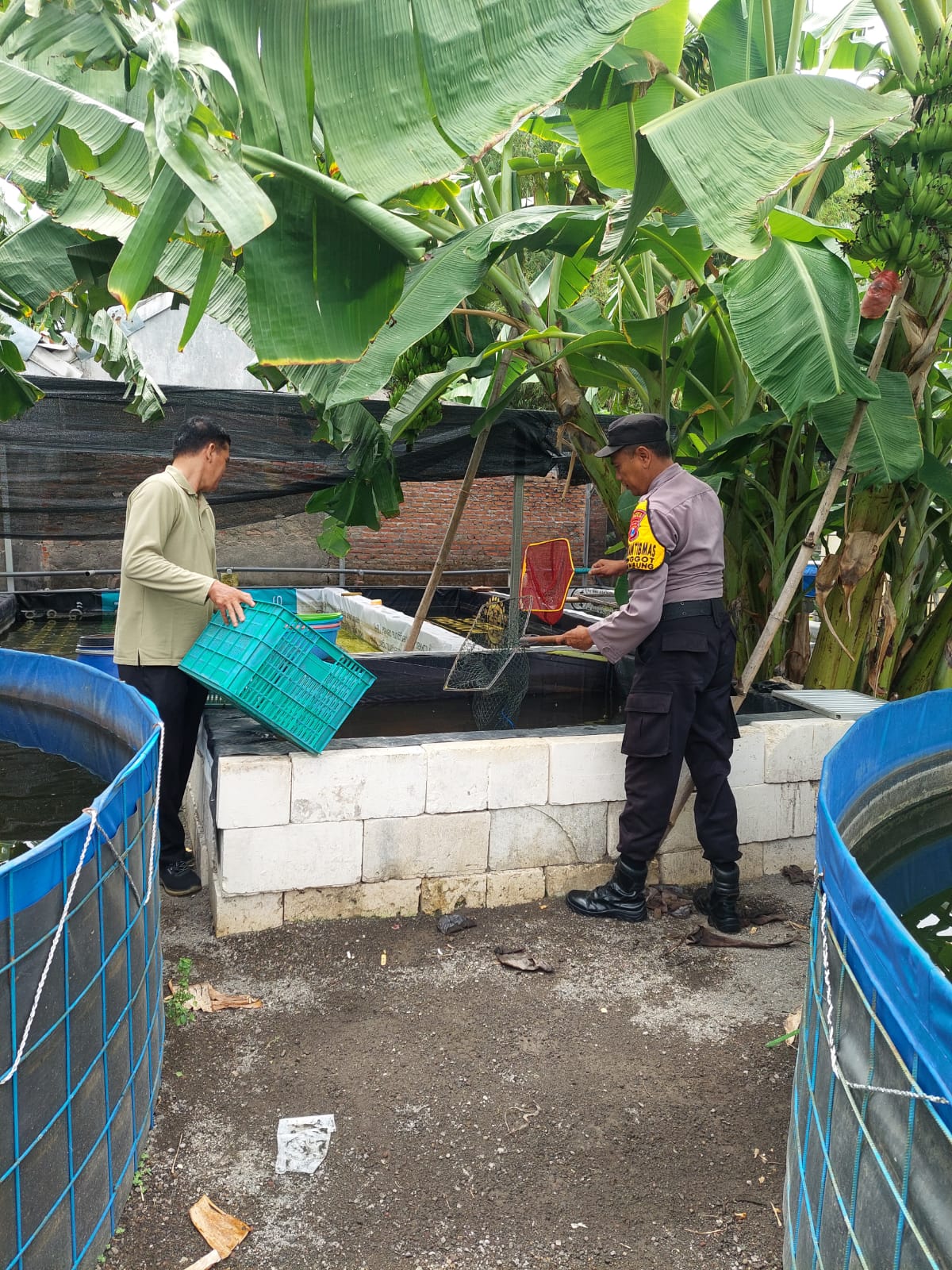 Program Ketahanan Pangan, Bhabinkamtibmas Desa Jenggot Tinjau Budidaya Lele 