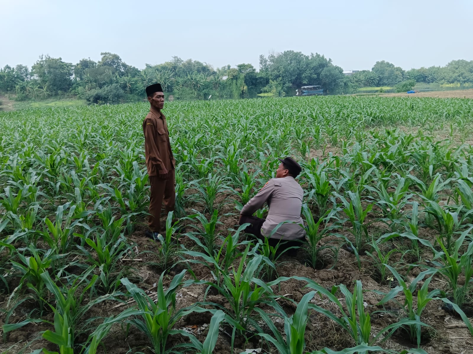Polsek Ploso Perkuat Pendampingan Petani, Dukung Asta Cita Presiden Wujudkan Swasembada Pangan Nasional