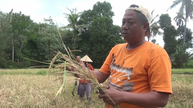 Kekurangan Air, Puluhan Hektar Lahan Pertanian di Jember Rusak