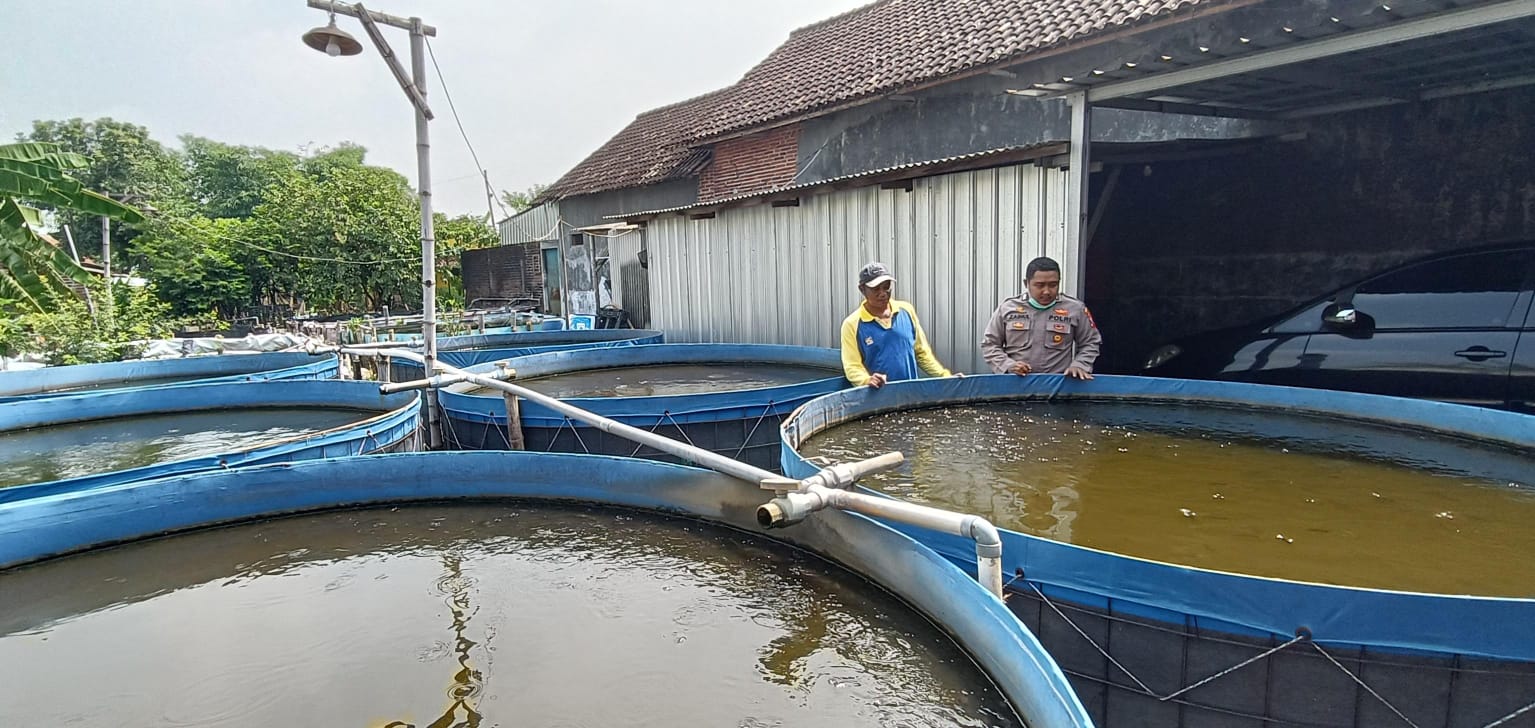 Polsek Tarik Apresiasi Inovasi Ketahanan Pangan, Warga Gempol Klutuk Budi Daya Lele
